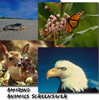 Amazing Animals  screenshot