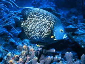 Ocean Life Screensaver  screenshot