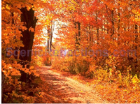 Colors of Autumn Screensaver Captura de pantalla