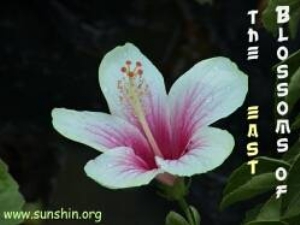 Blossoms Of The East  screenshot