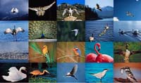 Birds Photo Screensaver screenshot