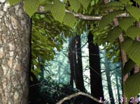Forest Life 3D Screensaver screenshot
