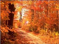 Colors of Autumn Free Screensaver screenshot