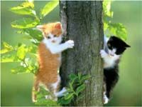 Free Fluffy Cat Screensaver Captura de pantalla