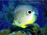 Free Marine Aquarium Screensaver screenshot