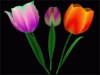 3D_Ikebana Screensaver screenshot