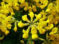 Yellow Flower Screensaver screenshot