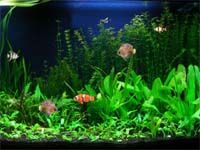 Free Aquarium Fish Screensaver screenshot