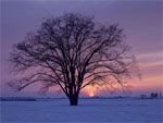 White Winter Screensaver