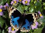 Graceful Butterflies Free Screensaver