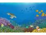 Living Coral 1.0