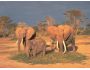 Amazing Wildlife Screensaver 1.1