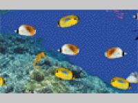Under water screen saver-tropical fish