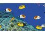 Under water screen saver-tropical fish 1.0