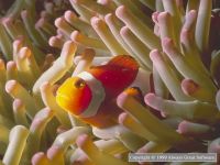 Undersea Life Screensaver