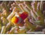 Undersea Life Screensaver 1.2