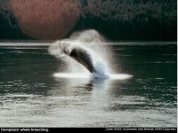 Whales and Dolphins Screensaver