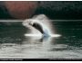 Whales and Dolphins Screensaver 1.0
