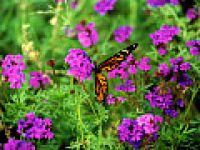 Botanical Dreams