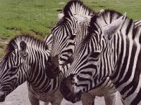 Awesome Creatures Screen Saver