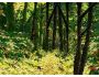 Autumn Butterflies 1.0