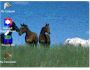 Horses On Hill Desktop Theme 1.00