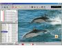 WebPictures Downloader 1.0