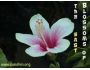 Blossoms of the East 2.0 2.0
