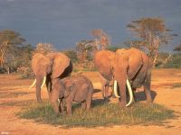 30 Wildlife Scenes Screen Saver