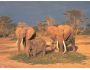 30 Wildlife Scenes Screen Saver 5.0