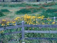 Flowers and Fields Screensaver