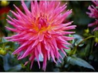 7art Flowers ScreenSaver