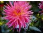 7art Flowers ScreenSaver 1.1