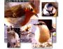 i-Catcher Wildlife 1.3
