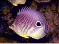 7art Tropical Fish ScreenSaver