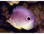7art Tropical Fish ScreenSaver 1.0