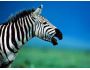 7art Stripy Zebras ScreenSaver 1.2
