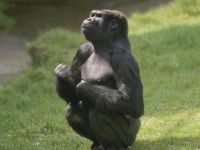 7art Homo Monkeys ScreenSaver