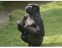 7art Homo Monkeys ScreenSaver 1.2