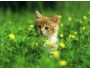7art Happy Cats ScreenSaver 1.1
