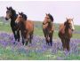 7art Graceful Horses ScreenSaver 1.2