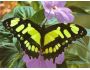 7art Butterfly Paradise ScreenSaver 1.2