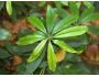 7art Beautiful Plants ScreenSaver 1.1