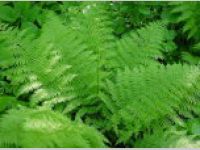 7art Verdure ScreenSaver