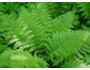 7art Verdure ScreenSaver 1.0