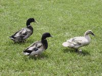Ducks of Appalachia Screensaver
