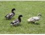 Ducks of Appalachia Screensaver 1.0