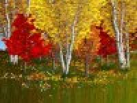 Woodland Dreams Screensaver