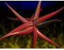3D Alien Aquarium Screen Saver 1.07