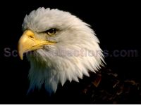 Bald Eagle Scenic Reflections Screen Saver